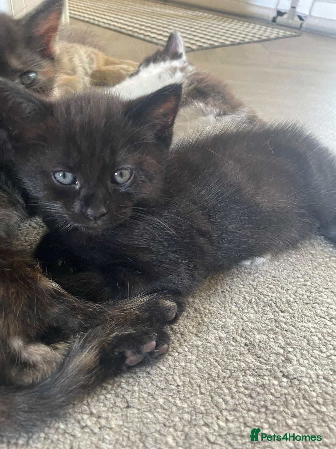 Mixed Breed cats for sale: Beautiful boy - Image 2