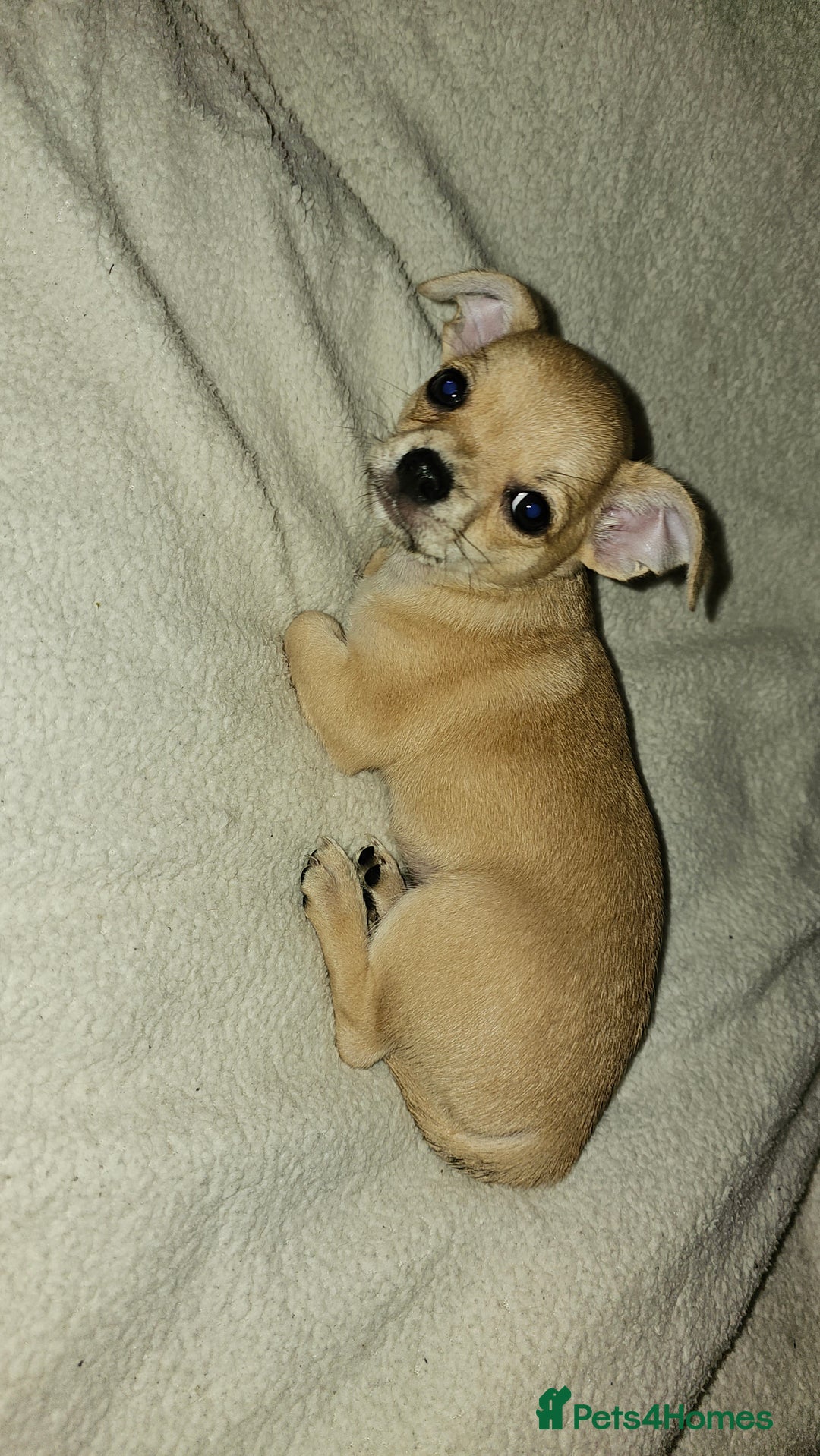 Chihuahua dogs for sale: Chihuahua puppie Small size - Image 7