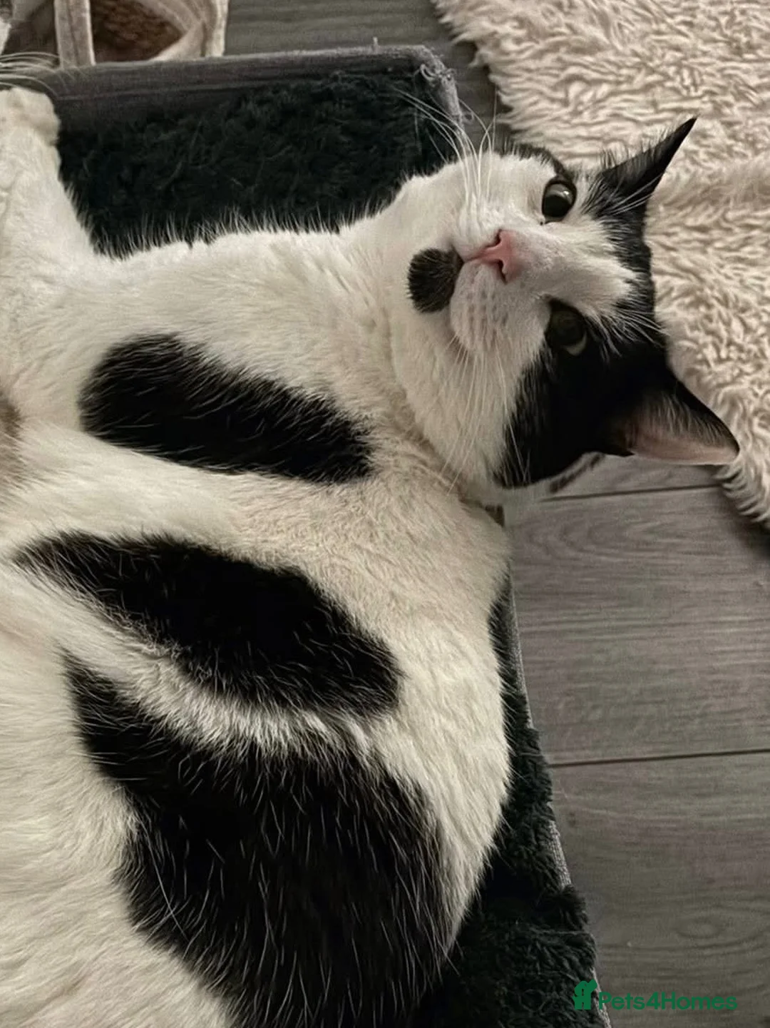 Mixed Breed cats for sale: REHOMING: 2 Black/White Cats, Siblings in Whitley Bay - Advert 13