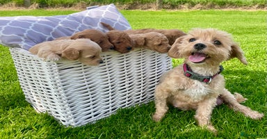 Maltipoo dogs - Advert 10