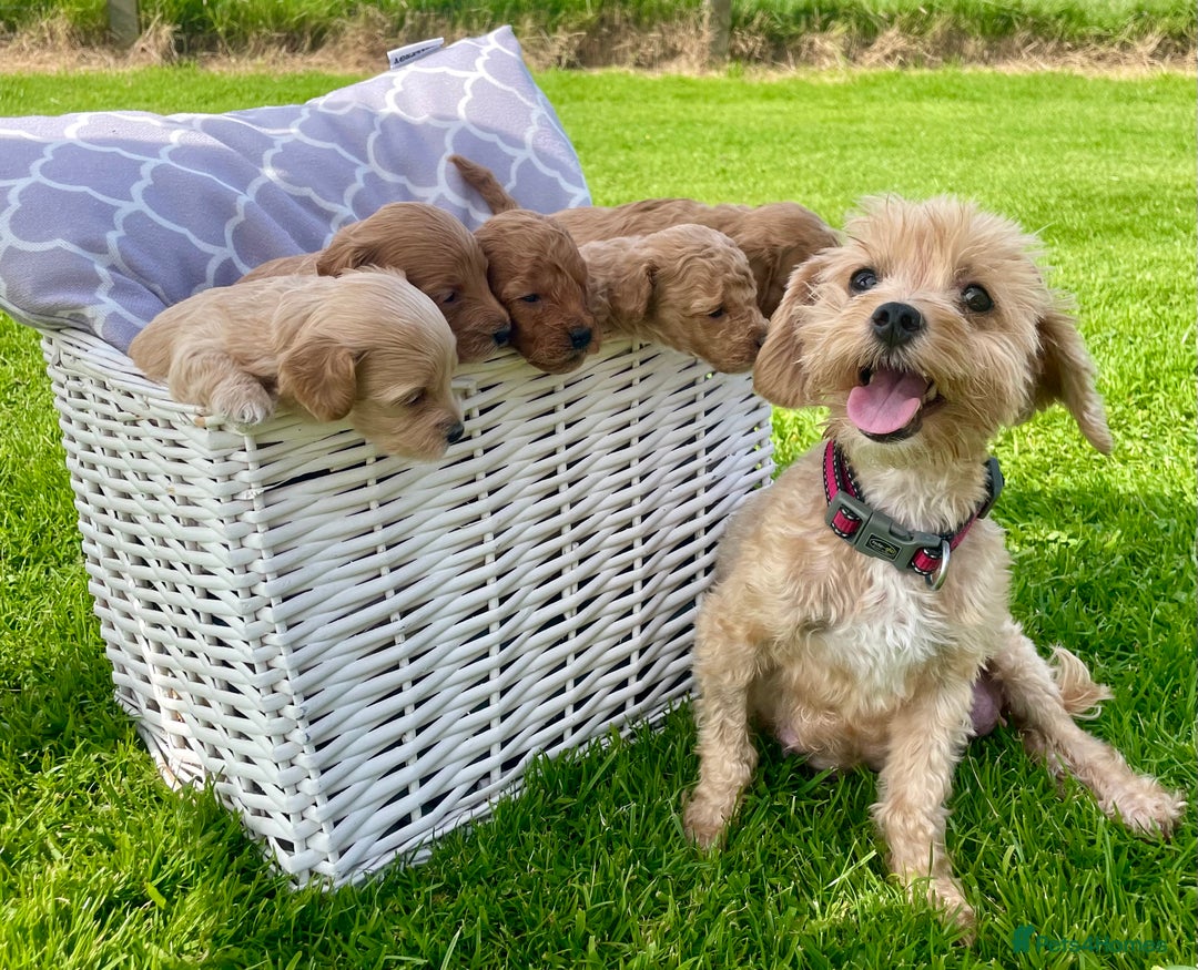 Maltipoo dogs for sale: Adorable F1b Maltipoo Puppies 4 Boys Available 🐾 - Image 3