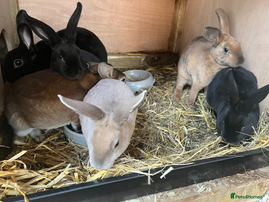 Rex rabbits for sale: Mini Rex and mini Rex cross - Image 4