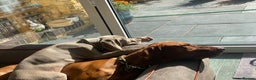 Hungarian Vizsla dogs for stud: Proven KC Registered Hungarian Vizsla in Reading - Advert 20