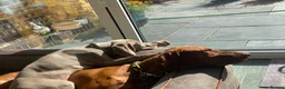 Hungarian Vizsla dogs for stud: Proven KC Registered Hungarian Vizsla in Reading - Advert 20