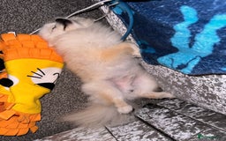 Pomeranian dogs for stud: Fendi - Image 7
