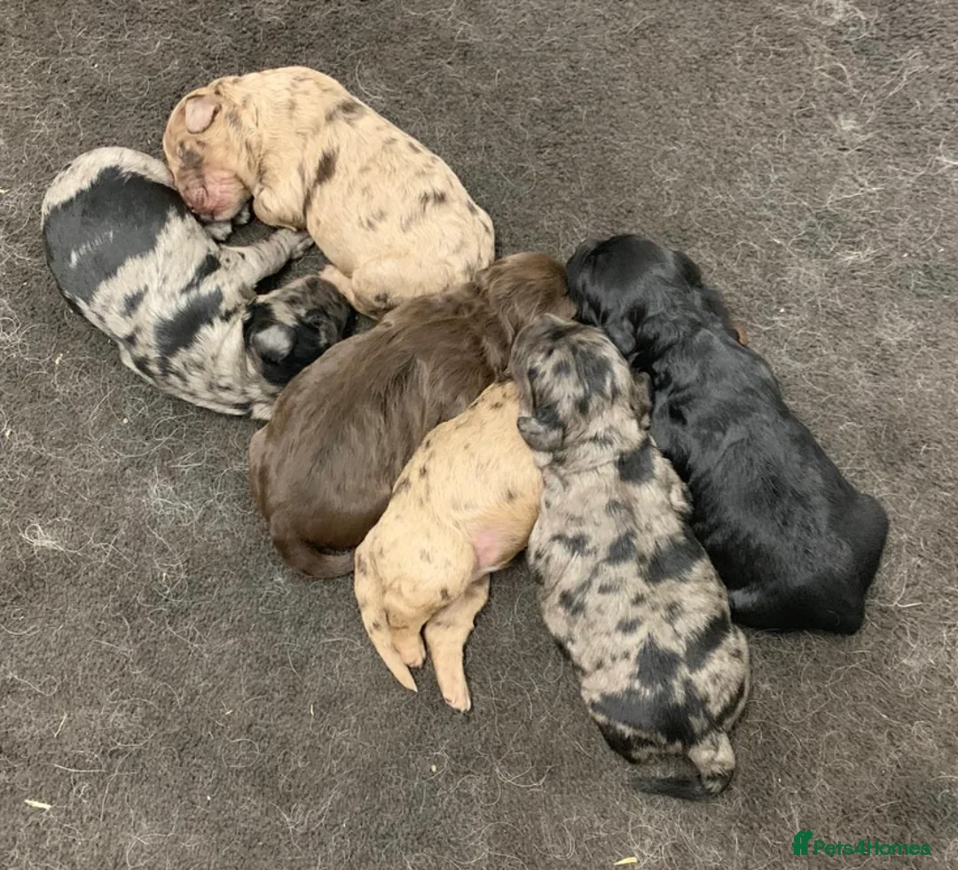 Cocker Spaniel dogs for stud: Superb Chocolate Carrier Merle Poodle Stud in Newcastle - Advert 10