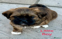Lhasa Apso dogs for sale: Two Adorable KC Reg Puppies GPRA4 Clear - Image 10