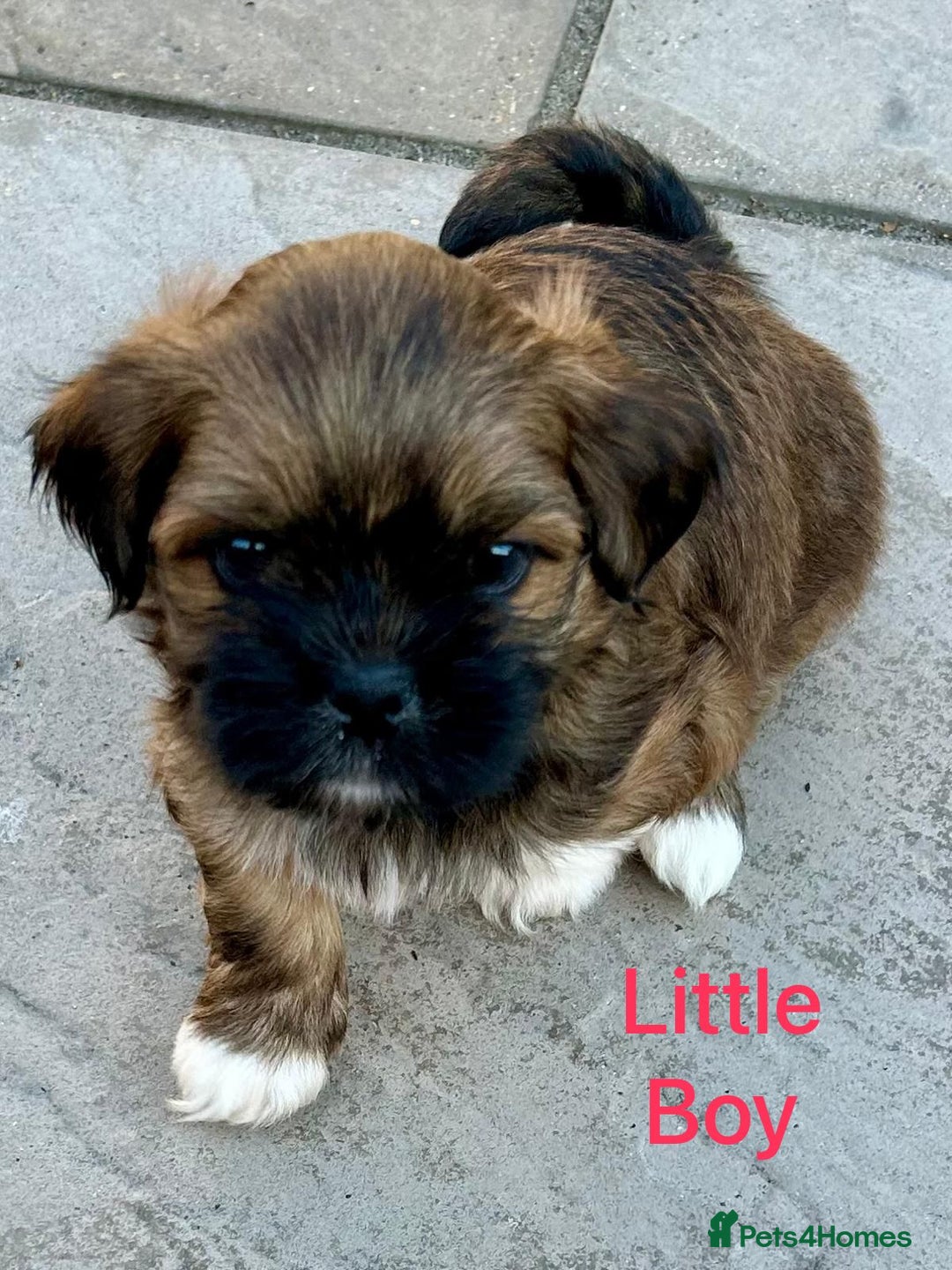 Lhasa Apso dogs for sale: Two Adorable KC Reg Puppies GPRA4 Clear - Image 10