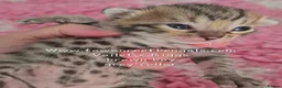 Bengal cats for sale: Tica registered bengal kittens - Advert 11