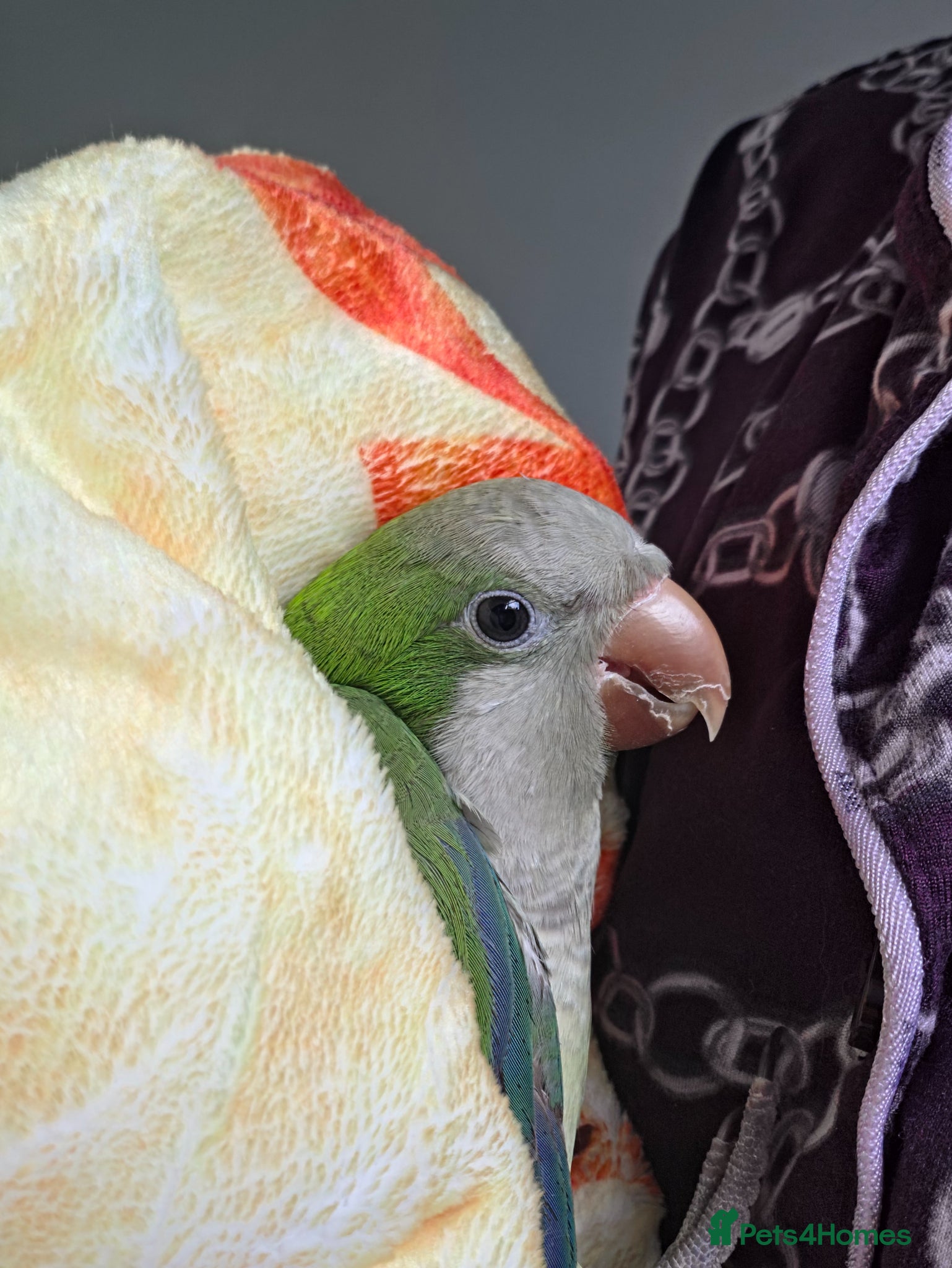 Parrots birds Semi tame quaker parrot - Advert 10