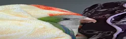 Parrots birds for sale: Semi tame quaker parrot in Manchester - Advert 1