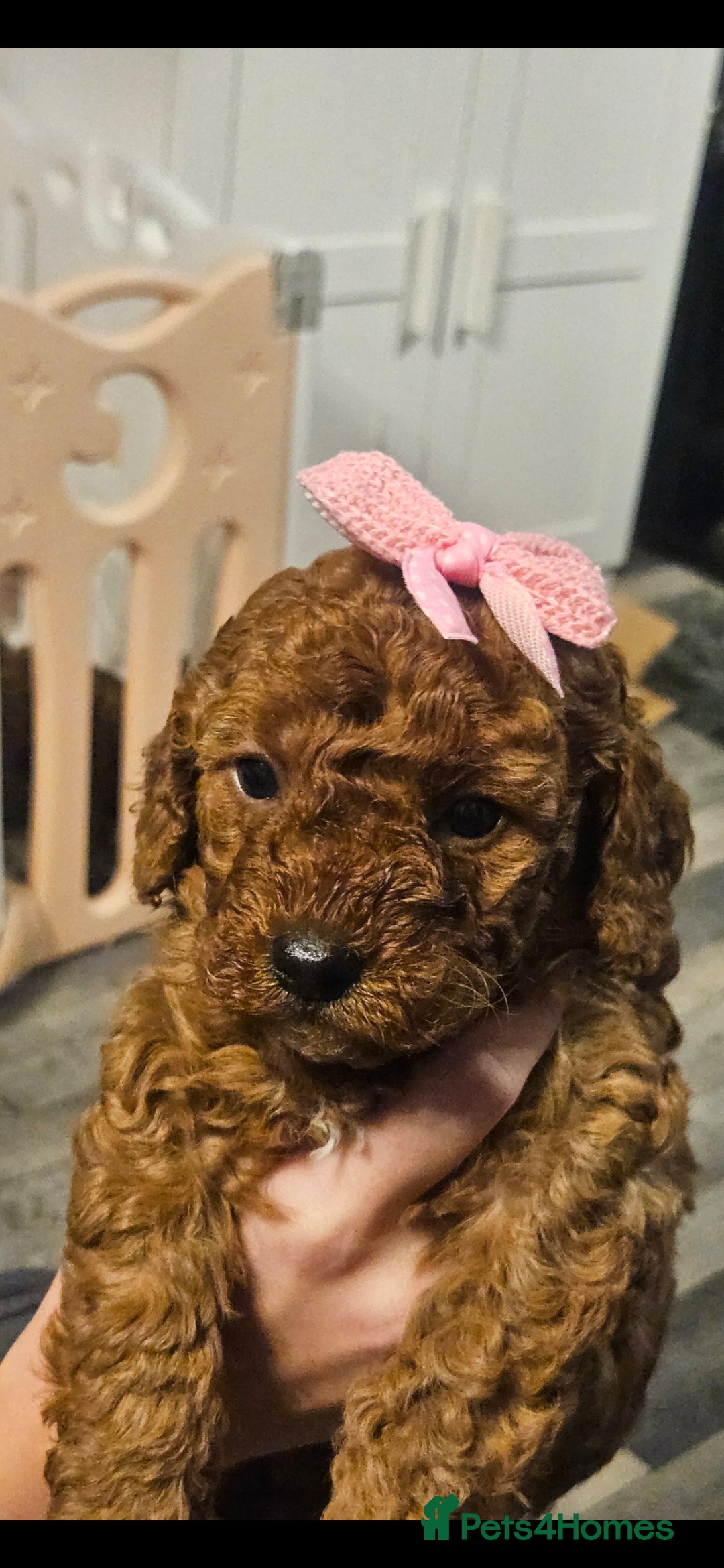 Cavapoo dogs for sale: 4 cavapoo pups  - Advert 6