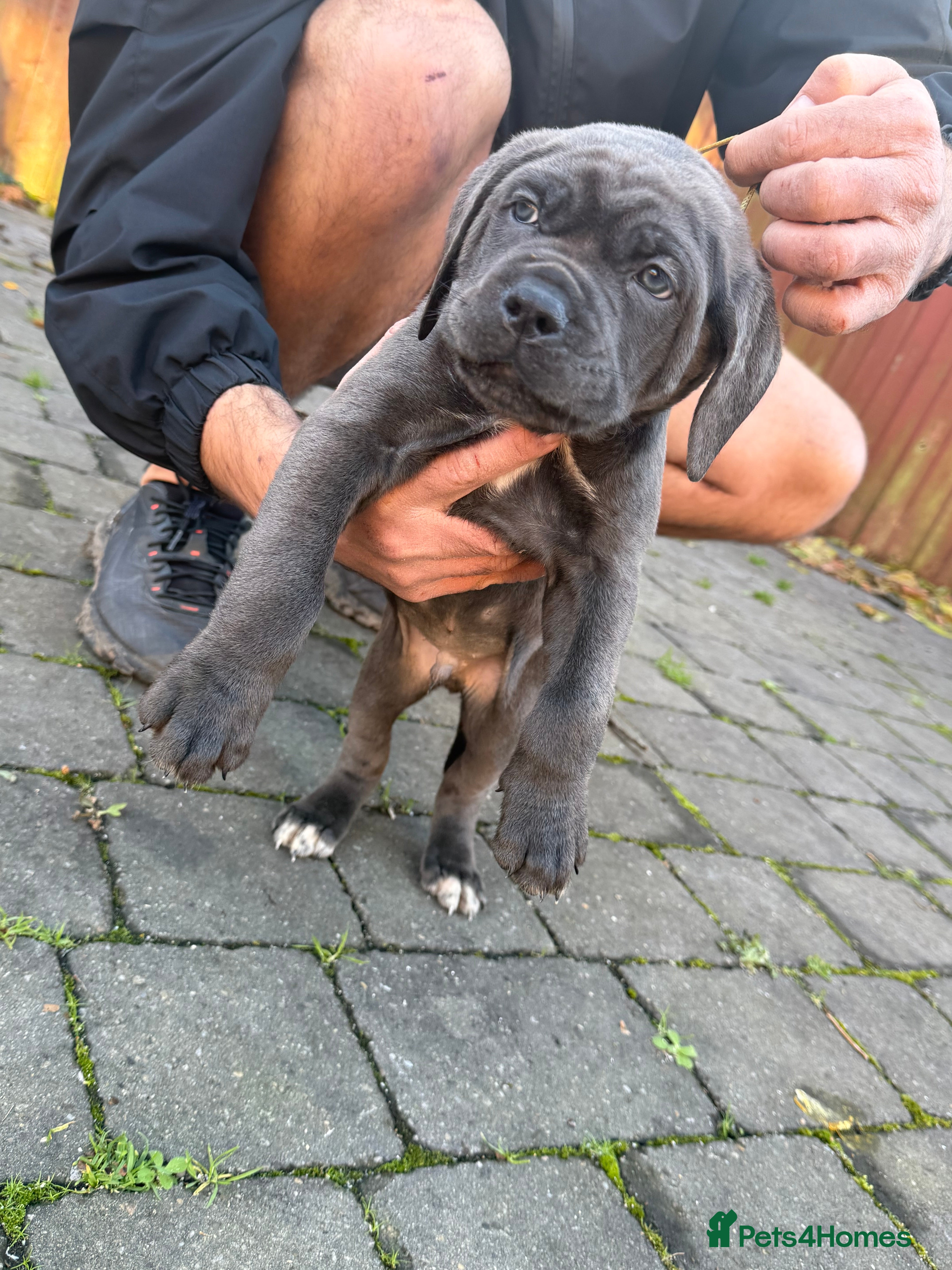 Cane Corso dogs Lupo D’Italia Kennels - Advert 14