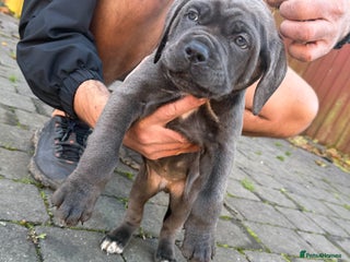 Cane Corso dogs Lupo D’Italia Kennels - Advert 19