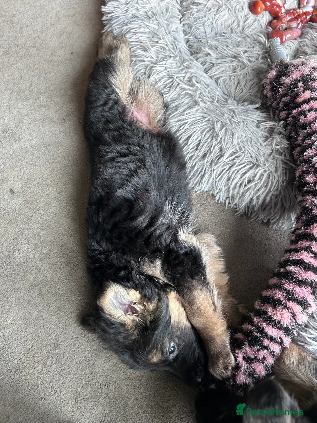 German Shepherd dogs for sale: Pure breed German shepherd puppies  - Advert 4