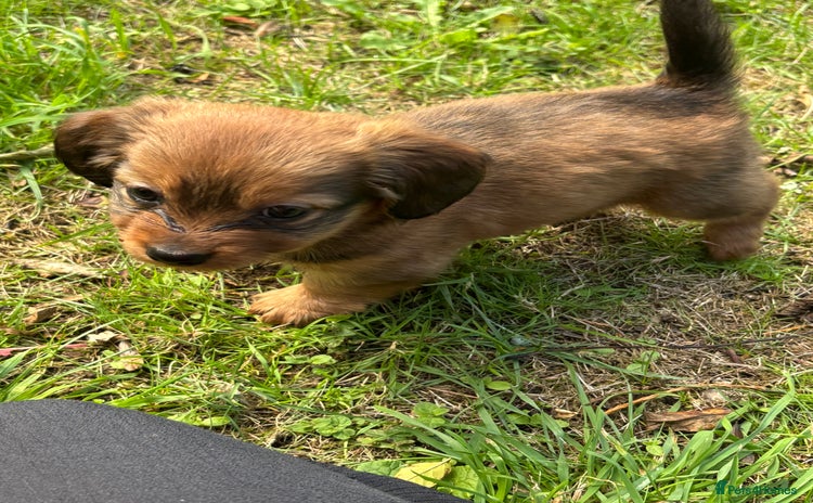 Miniature Dachshund dogs - Advert 8