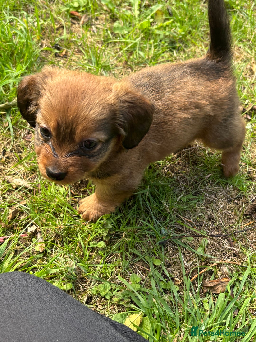 Miniature Dachshund dogs for sale: Shiwennie (shichi X mini dachshund)  - Image 1