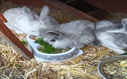 Mixed Breed rabbits for sale: Baby rabbits  - Advert 3