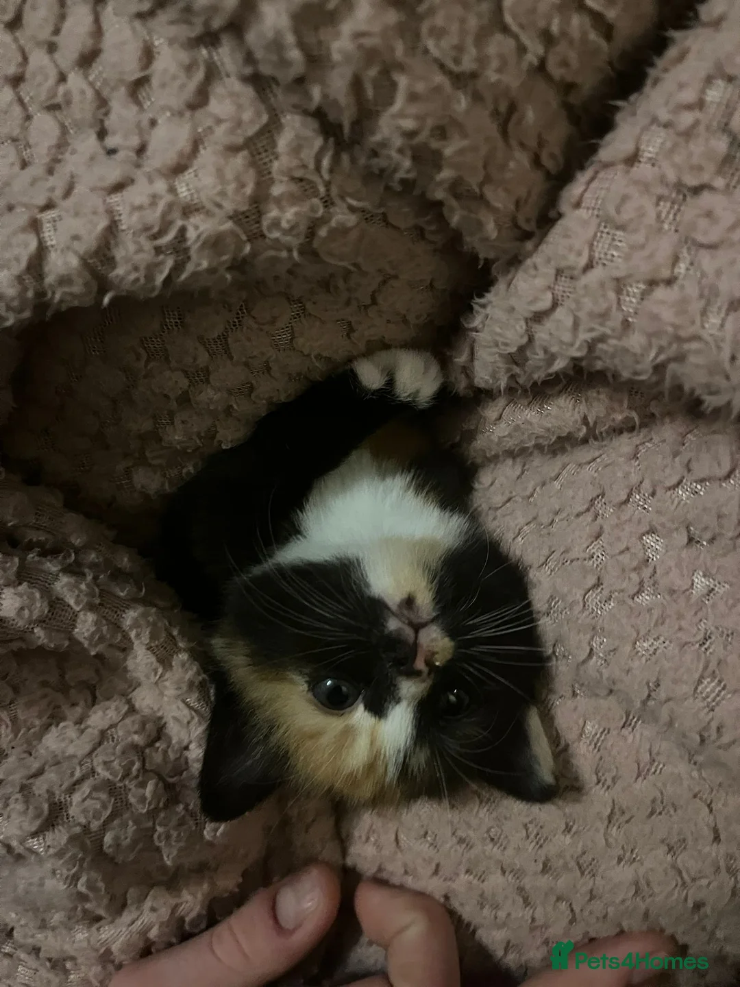British Shorthair cats for sale:  Beautiful Tortie and white BSH cross - Advert 2