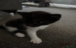 Exotic cats for sale: 1 Male 1 female in Tilbury - Image 1