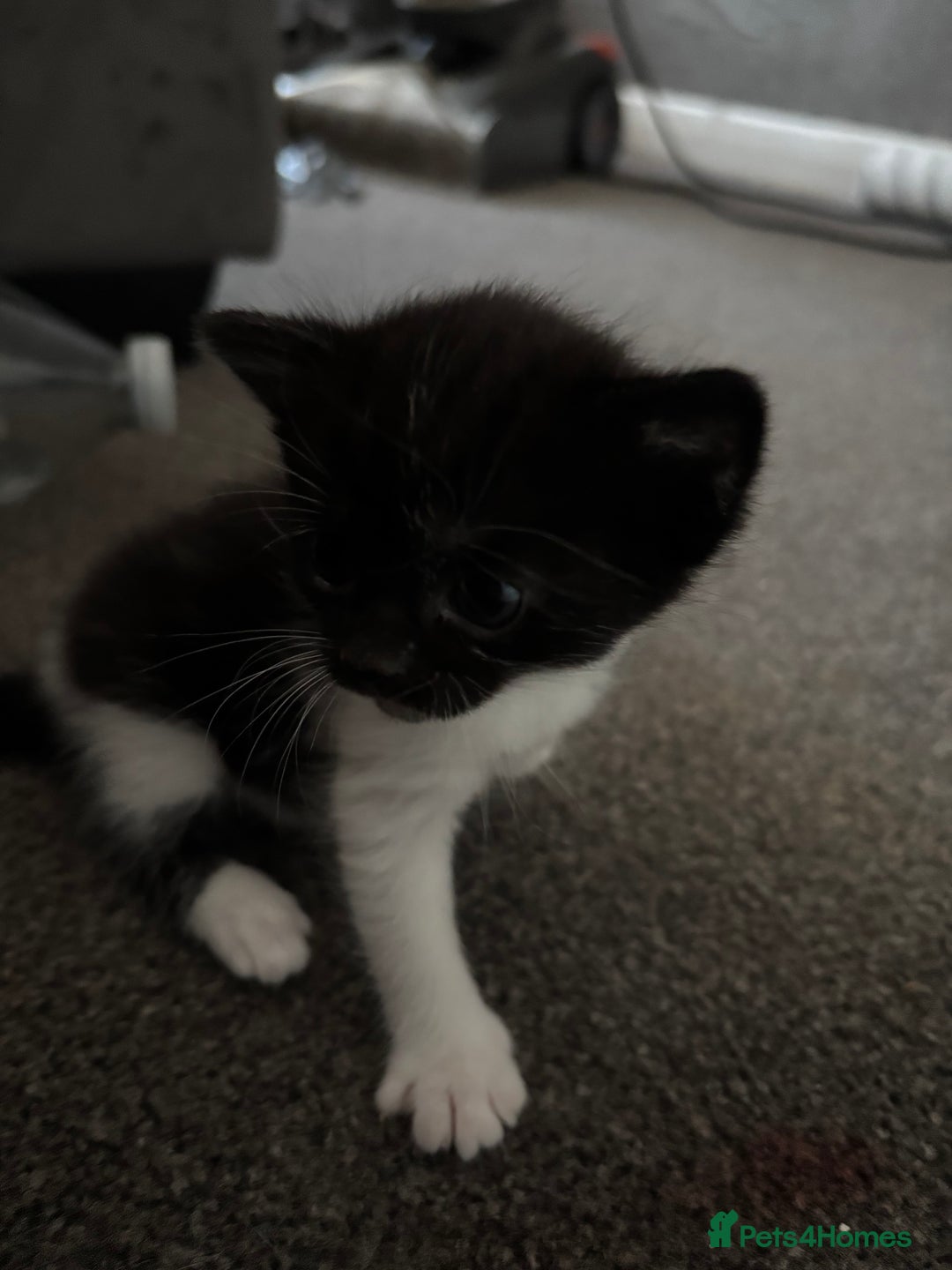 Exotic cats for sale: 1 Male 1 female in Tilbury - Image 1