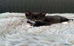 Maine Coon cats for sale: Black and white fluffy felix and coco - Image 13