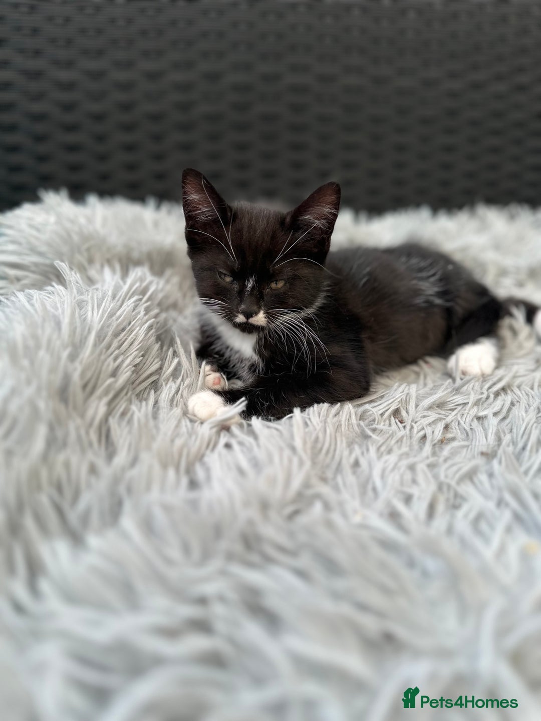 Maine Coon cats for sale: Black and white fluffy felix and coco - Image 13