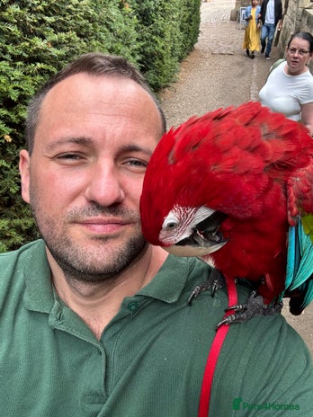 Macaws birds - Advert 10
