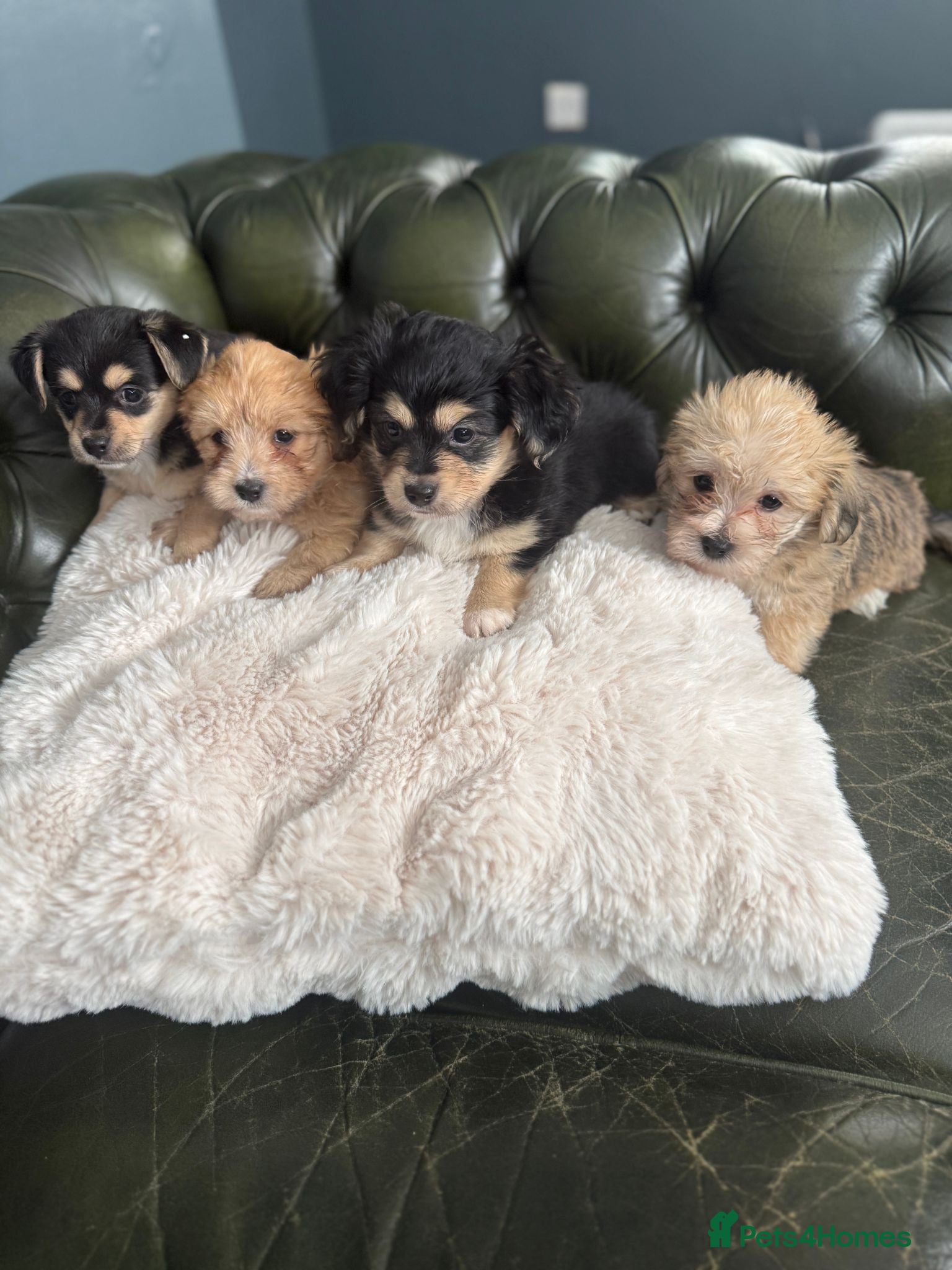 Mixed Breed dogs Maltese x JackChi puppies - almost ready to go - Advert 6