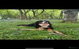 Bernese Mountain Dog dogs for sale: Kc Reg Bernese mountain dogs  - Image 26