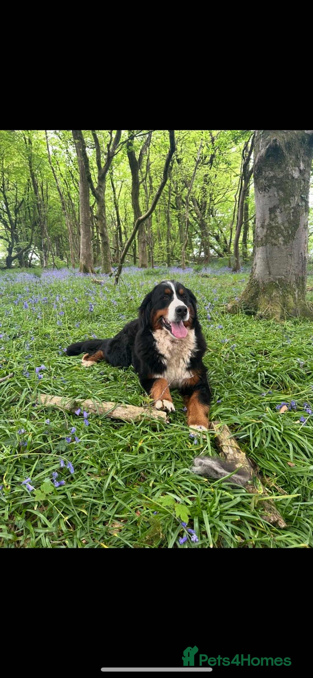 Bernese Mountain Dog dogs for sale: Kc Reg Bernese mountain dogs  - Image 26