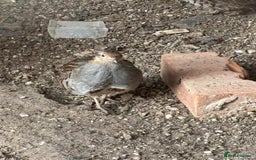 Patridge poultry for sale: Grey Partridge  - Image 3