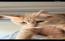 Maine Coon cats for sale: Raya female main coon  - Image 11