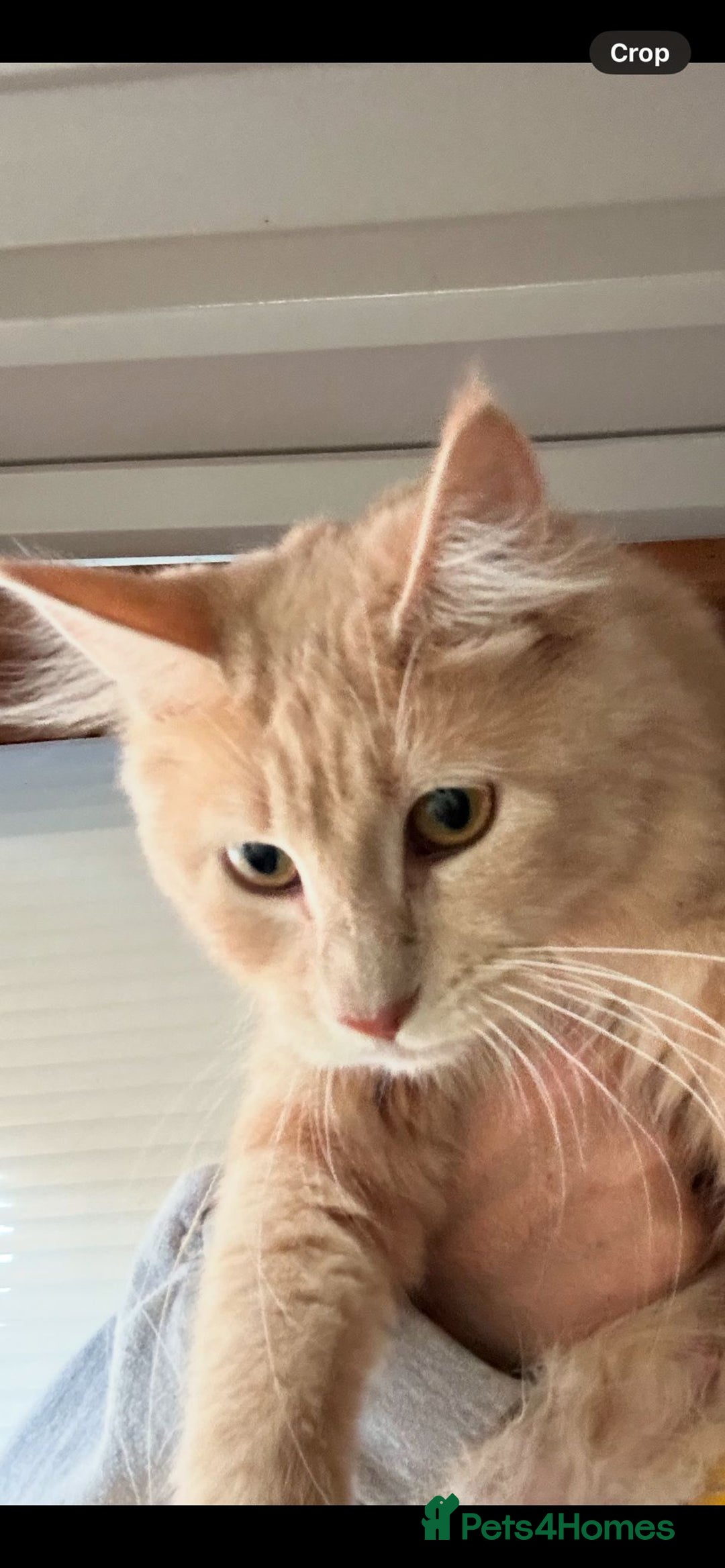 Maine Coon cats for sale: Raya female main coon  - Image 11