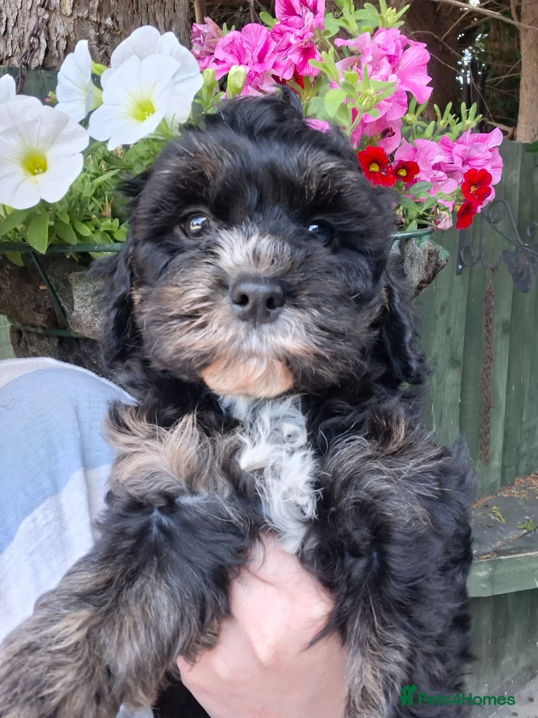 Cavapoo dogs for sale: 4 beautiful cavapoo boy pups - Advert 2