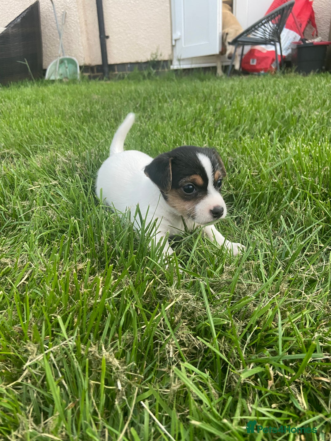 Jack Russell dogs for sale: Stunning small short legged Jack Russell puppies - Image 2