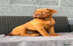 Dogue De Bordeaux dogs for sale: Beautiful litter of dogue de bordeauxs - Image 32