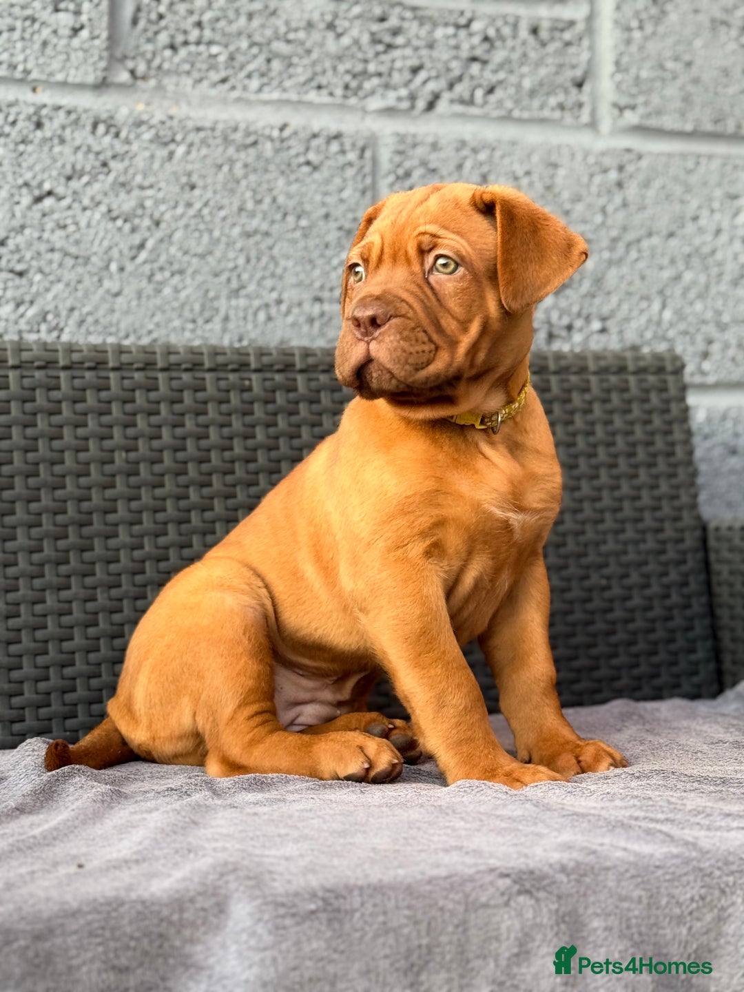 Dogue De Bordeaux dogs for sale: Beautiful litter of dogue de bordeauxs - Image 32