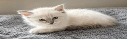 Siberian cats for sale: Beautiful Full Siberian Kittens – Hypoallergenic - Advert 9