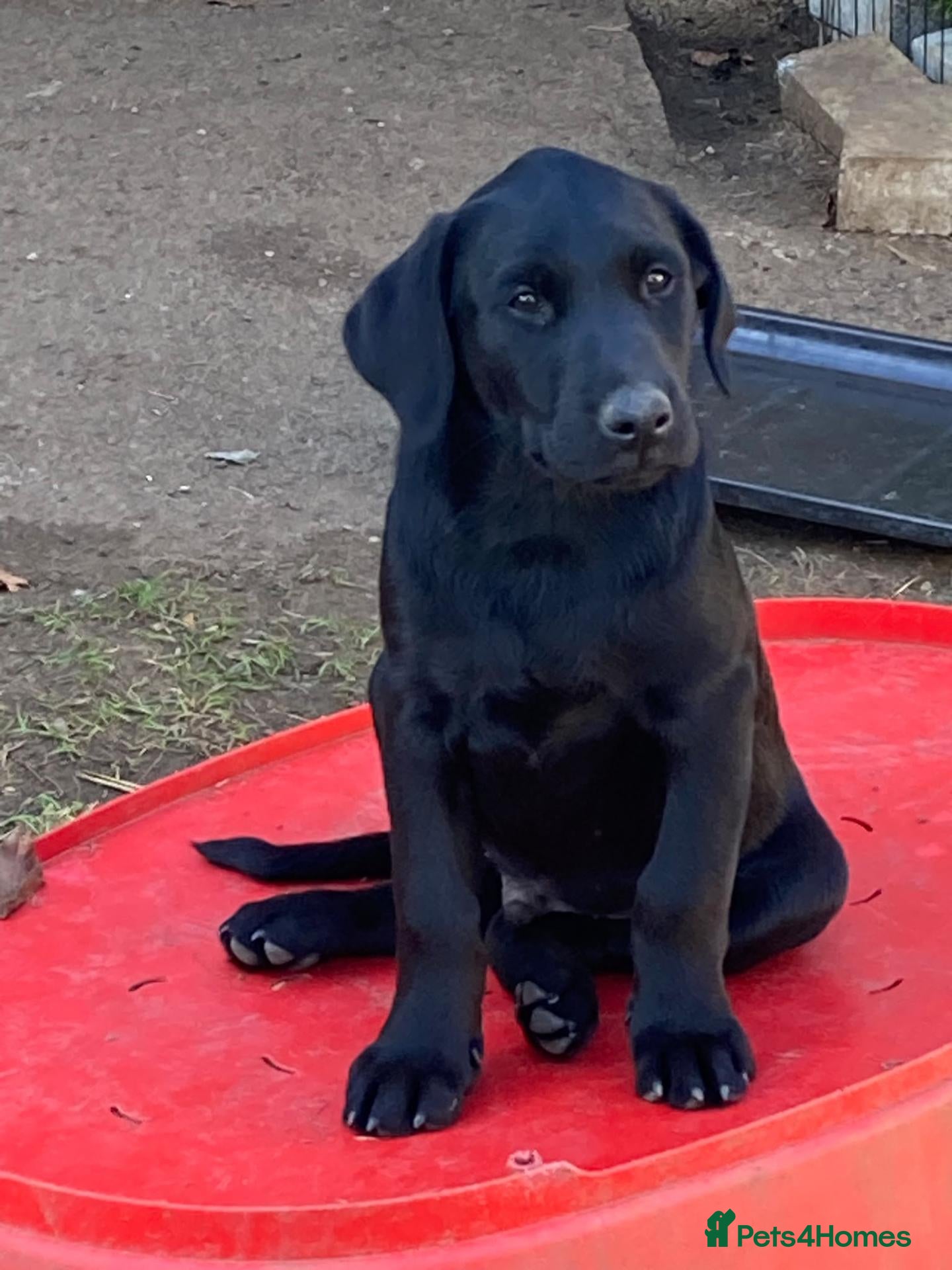 Labrador Retriever dogs KC registered Labrador puppies - Advert 6