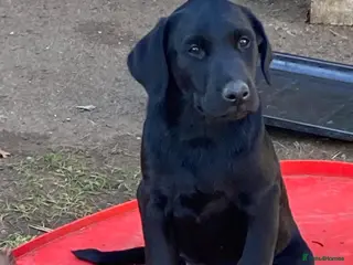 Labrador Retriever dogs KC registered Labrador puppies - Advert 6