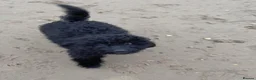 Cockapoo dogs for sale: Looking for her forever home  - Advert 4