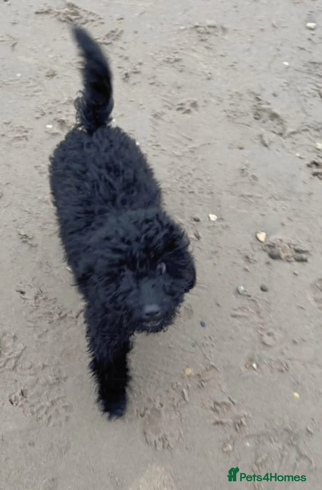 Cockapoo dogs for sale: Looking for her forever home  - Advert 4