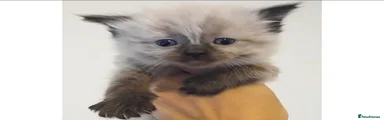 Ragdoll Kitten 2