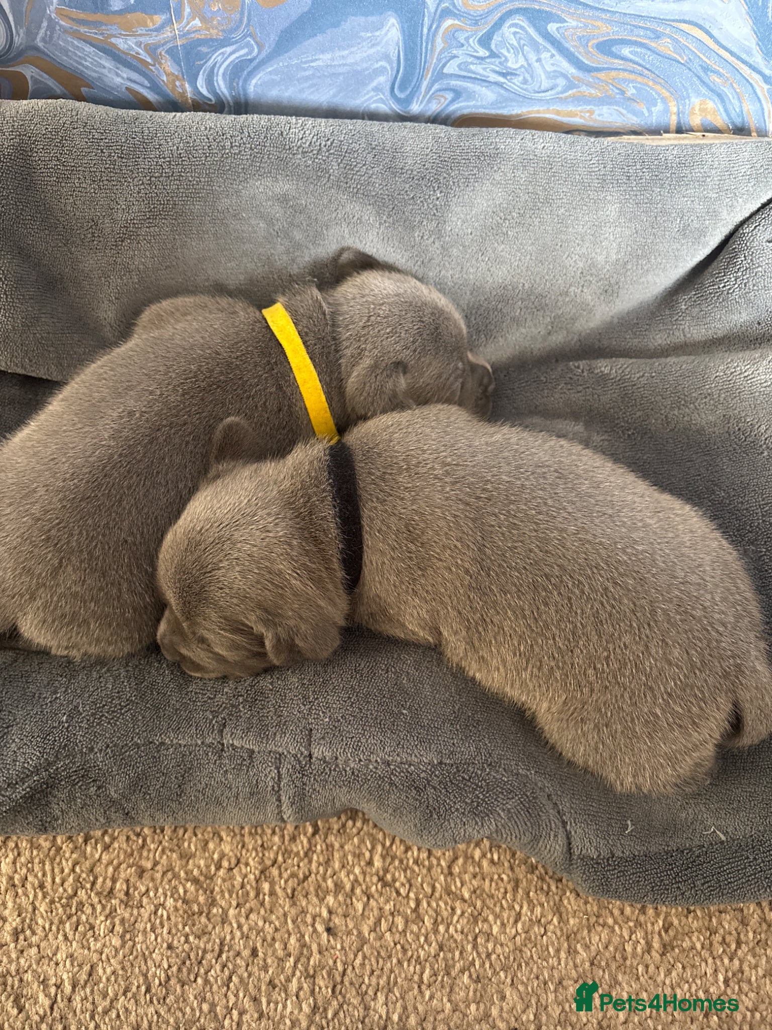 Staffordshire Bull Terrier dogs TWO BEAUTIFUL BLUE STAFFS BOYS AVAILABLE  - Advert 1