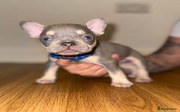 French Bulldog dogs for sale: BLUE & CREAM/TAN Isabella/pink carrying. - Image 11