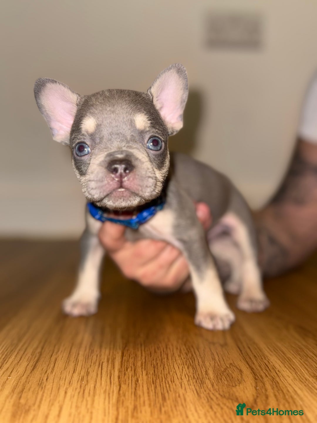 French Bulldog dogs for sale: BLUE & CREAM/TAN Isabella/pink carrying. - Image 11