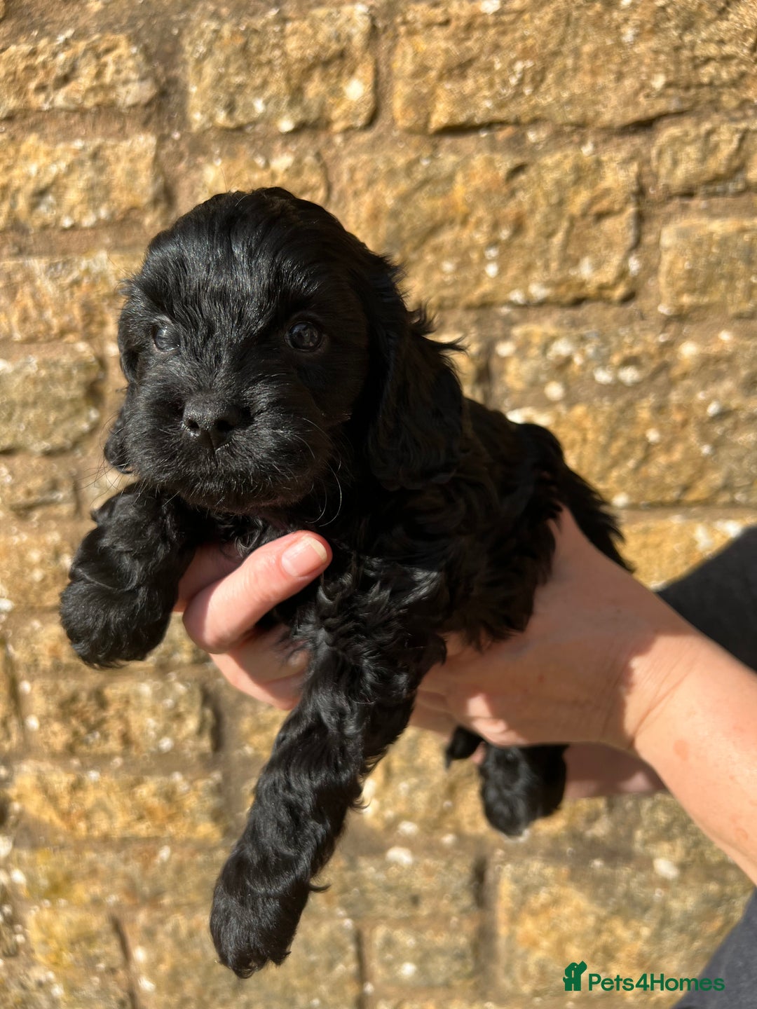 Cavapoo dogs for sale: Cavapoo puppies  - Image 13