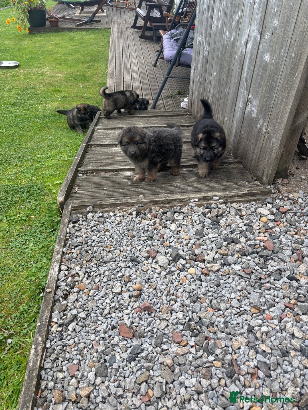 German Shepherd dogs for sale: 8 beautiful long haired German shepherd puppies  - Image 20