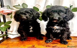 Cockapoo dogs for sale: Quality F1 Cockapoo Puppies GIRLS Various pricing  - Image 25